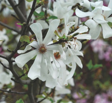 Magnolia loebneri 'Merrill', šácholan Loebnerův 'Merrill', 150-175, bal
